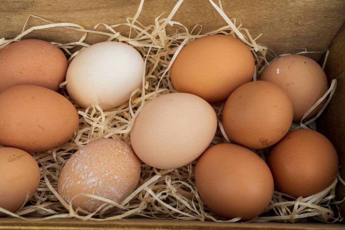 egg producers