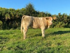 Elphin Agricultural Show