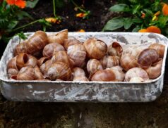 snail farm