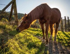 horses