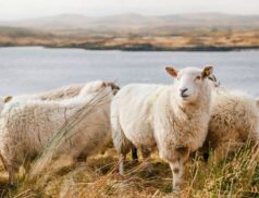 lamb prices