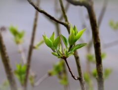 tree budding