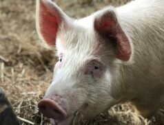 pig farmers