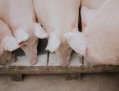 pig price