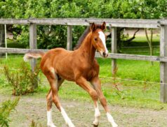 horse breeding