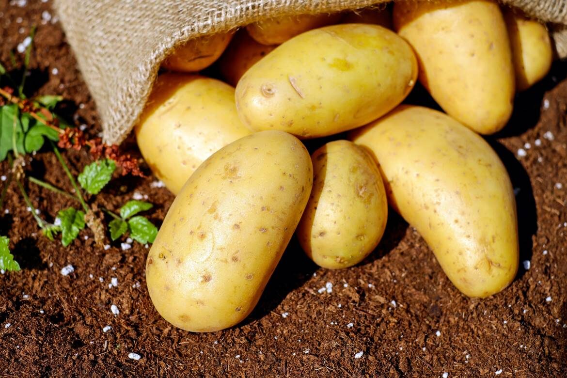 potato trade