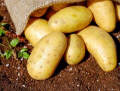 potato trade