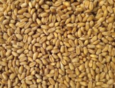 grain harvest