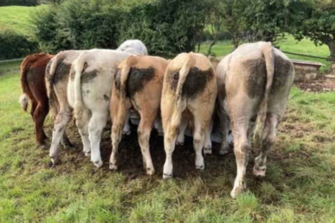 Autumn Suckled Calf Sales Downpatrick fri 30 sept