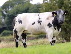 Ballinasloe Mart Saturday 17 September