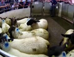 Brockagh Cloghan Mart Lot 22A Ewe Lamb Price