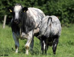 Carnaross Tateetra & Rathmore Farms 23 Sept