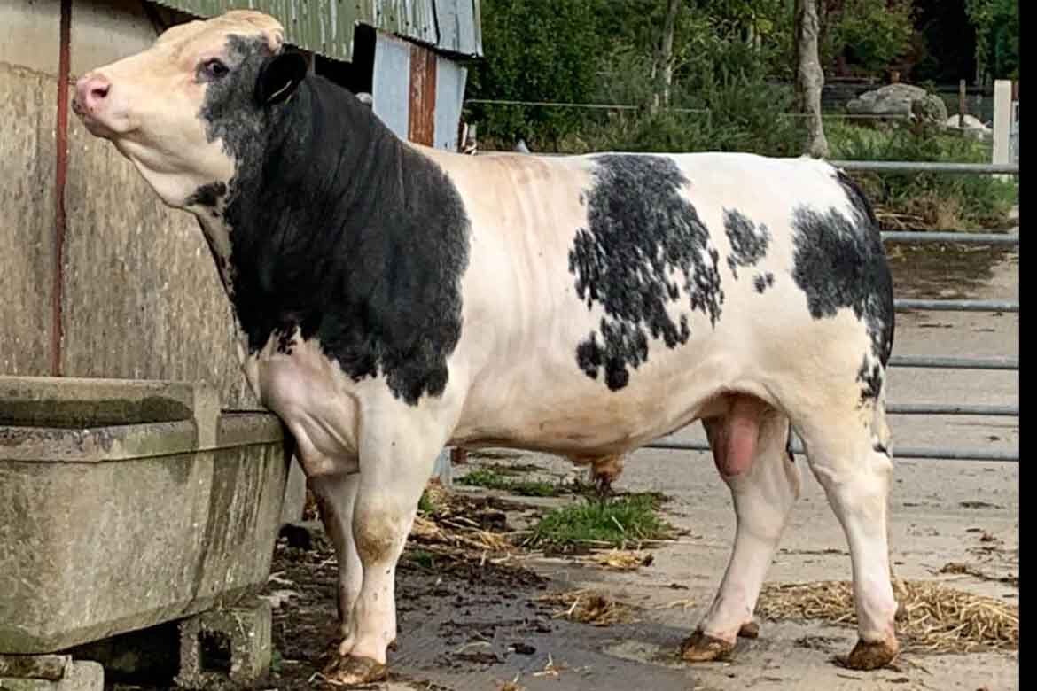 Carnew Cattle Sale 18 month old bbx bull