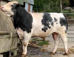 Carnew Cattle Sale 18 month old bbx bull
