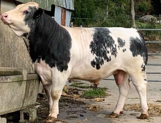 Carnew Cattle Sale 18 month old bbx bull