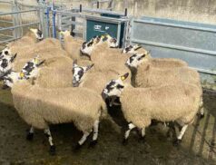 Carnew Mart Donegal Mule Sale