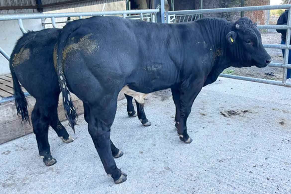 Carnew Mart Evening Weanling Sale