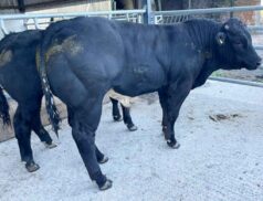 Carnew Mart Evening Weanling Sale