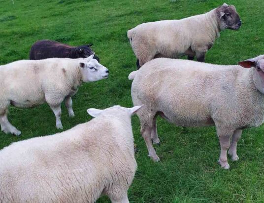 Suffolk Sheep Society Ram Sale & Multi Breed Ram Sale
