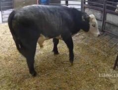 Castleisland Co-op Mart calf lot 23