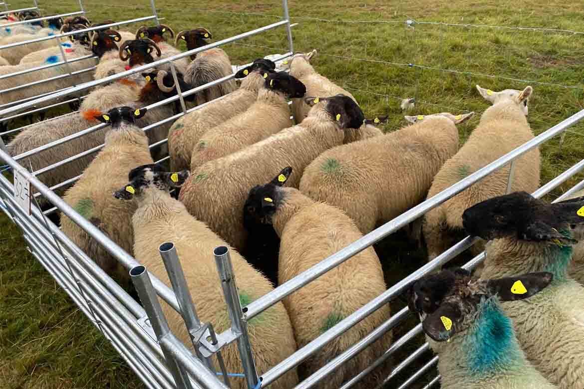 Cooley Sheep Breeders Show Sale Carnaross