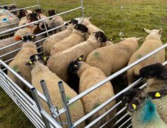 Cooley Sheep Breeders Show Sale Carnaross