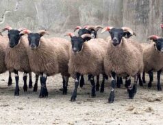 Cooley sheep breeders annual show & sale 1
