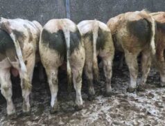 Cootehill Livestock Mart