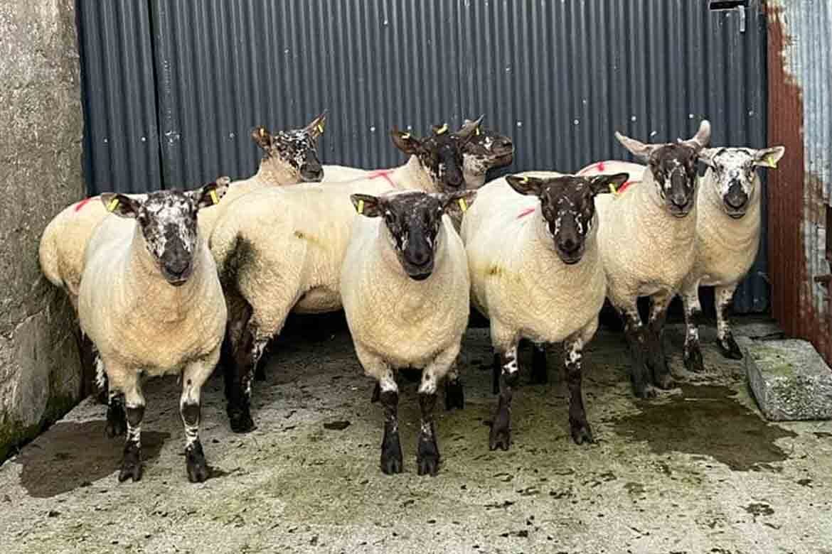 Cootehill Livestock Mart Special Breeding Sheep Sale