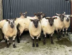 Cootehill Livestock Mart Special Breeding Sheep Sale