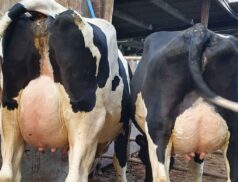 Dungannon Dairy Sale
