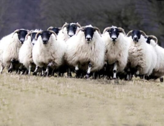 Donegal Blackface Sheep Breeders Ballybofey & Stranorlar