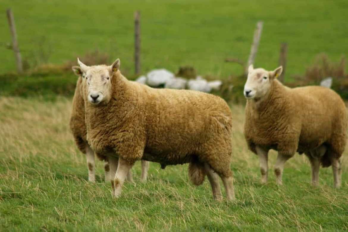 Donegal Pedigree Wicklow Cheviots Annual sale of Rams
