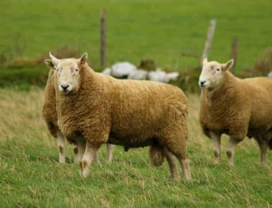 Donegal Pedigree Wicklow Cheviots Annual sale of Rams