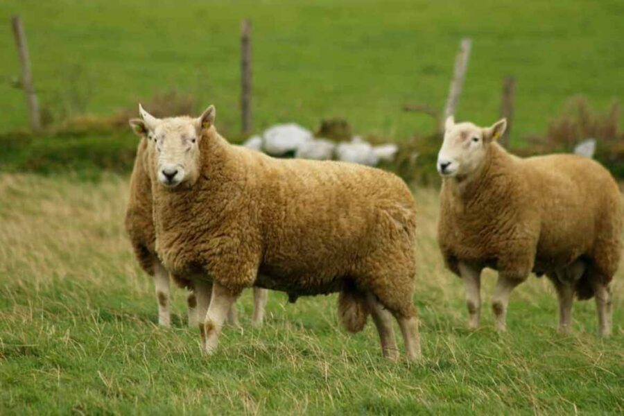 Win a €100 Voucher at the Donegal Pedigree Wicklow Cheviot Sale - LSL ...