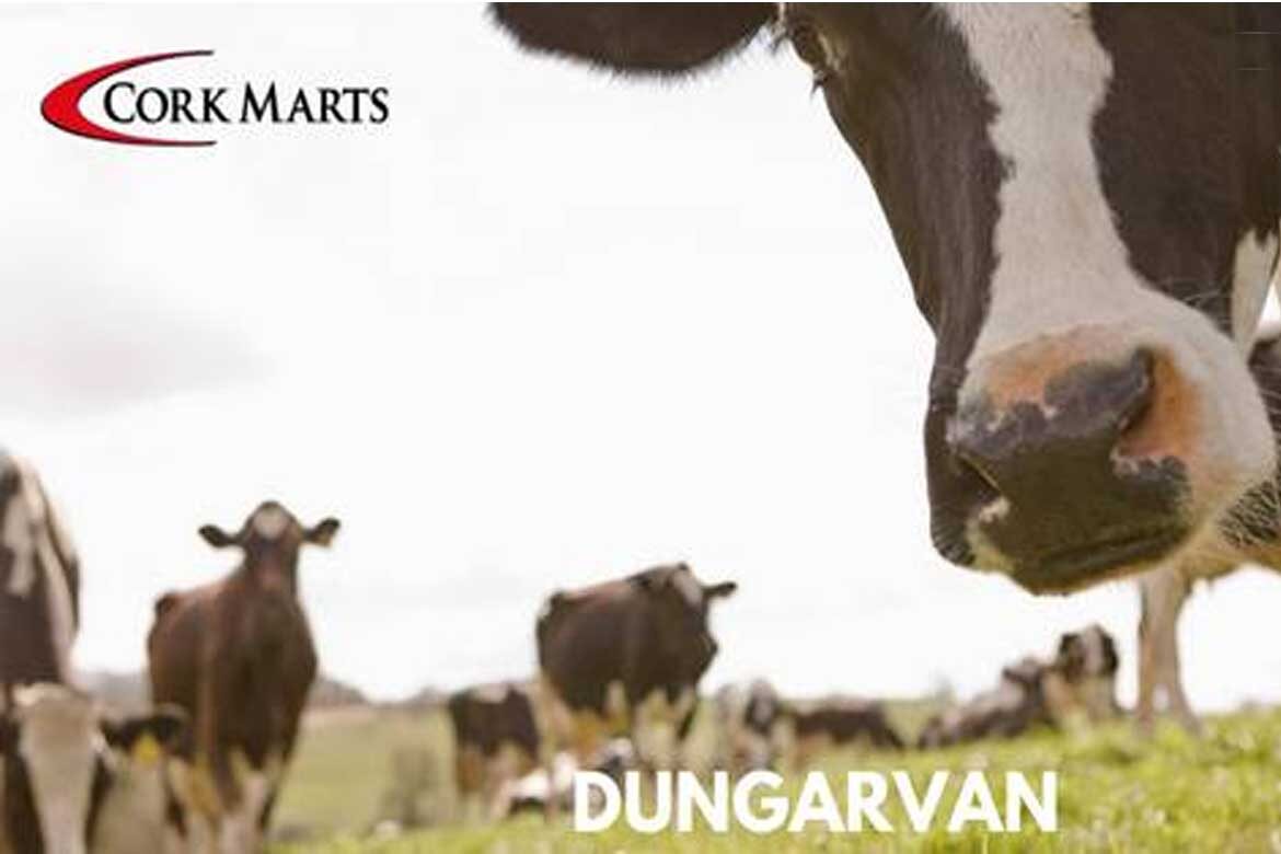 Dungarvan Mart Show and Sale