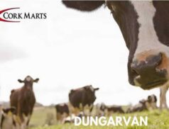 Dungarvan Mart Show and Sale