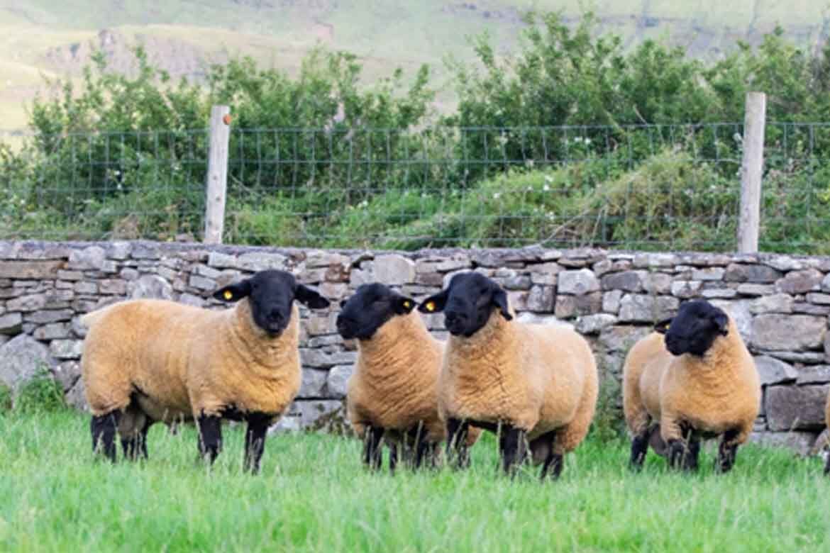 Eurostar lambs at Roscommon Mart