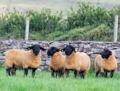 Eurostar lambs at Roscommon Mart