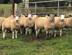 Ewe Lamb Sale at Midland & Western