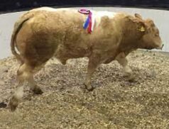 Fall Autumn Show Sale of Weanlings Roscommon Mart