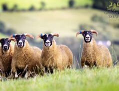 Glenmore Estate Annual Draft Sale Ballybofey Stranorlar Mart 2