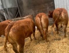 Gort Mart Cattle Show & Sale