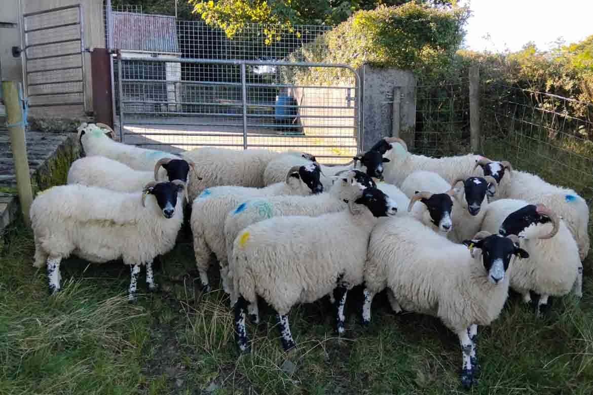 Inishowen Mart Breeding Ewe & Ram Sale