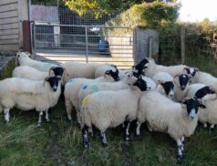 Inishowen Mart Breeding Ewe & Ram Sale