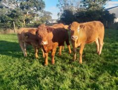 Inishowen Weanling Show & Sale
