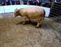 LSL Auctions Sales 28 September