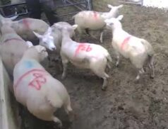 LSL Auctions Sales 13th September