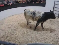 LSL Sales 6th September 2022