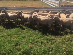Omagh Auction Mart Ram sales